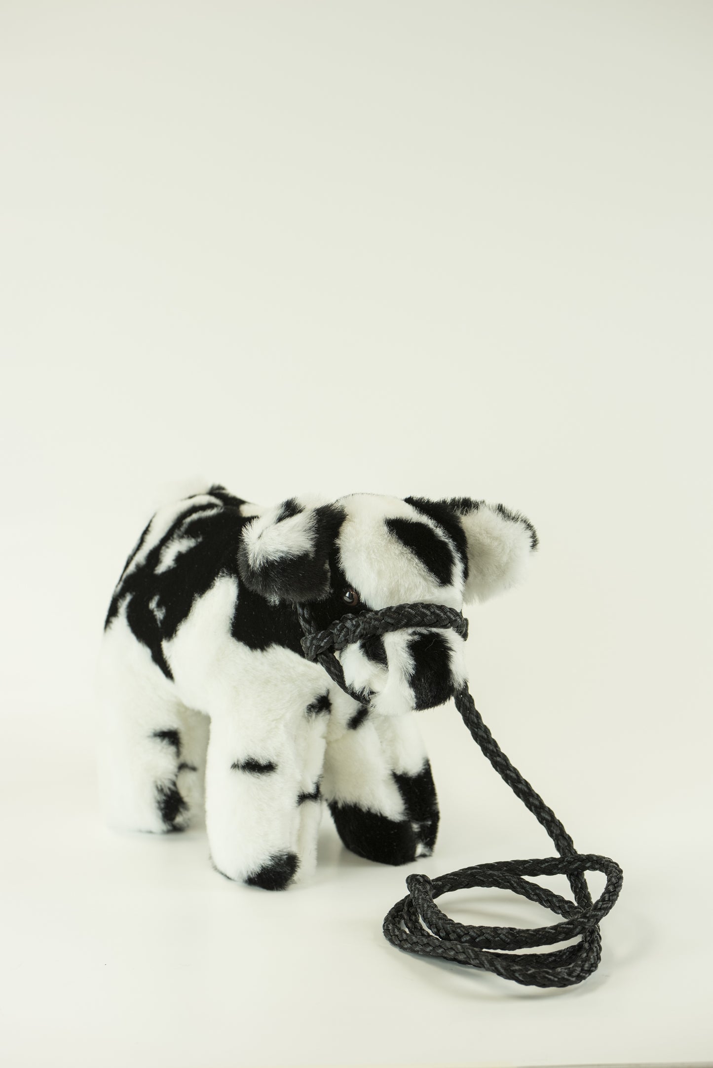 Medium Plush Calf Blue Roan Shorthorn