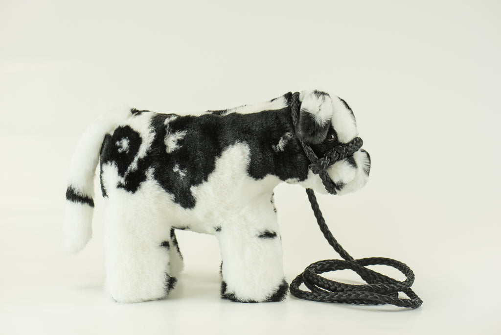 Medium Plush Calf Blue Roan Shorthorn