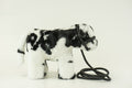 Medium Plush Calf Blue Roan Shorthorn