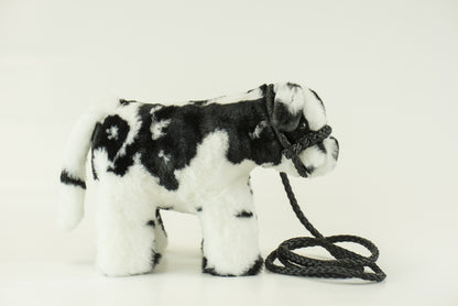Medium Plush Calf Blue Roan Shorthorn