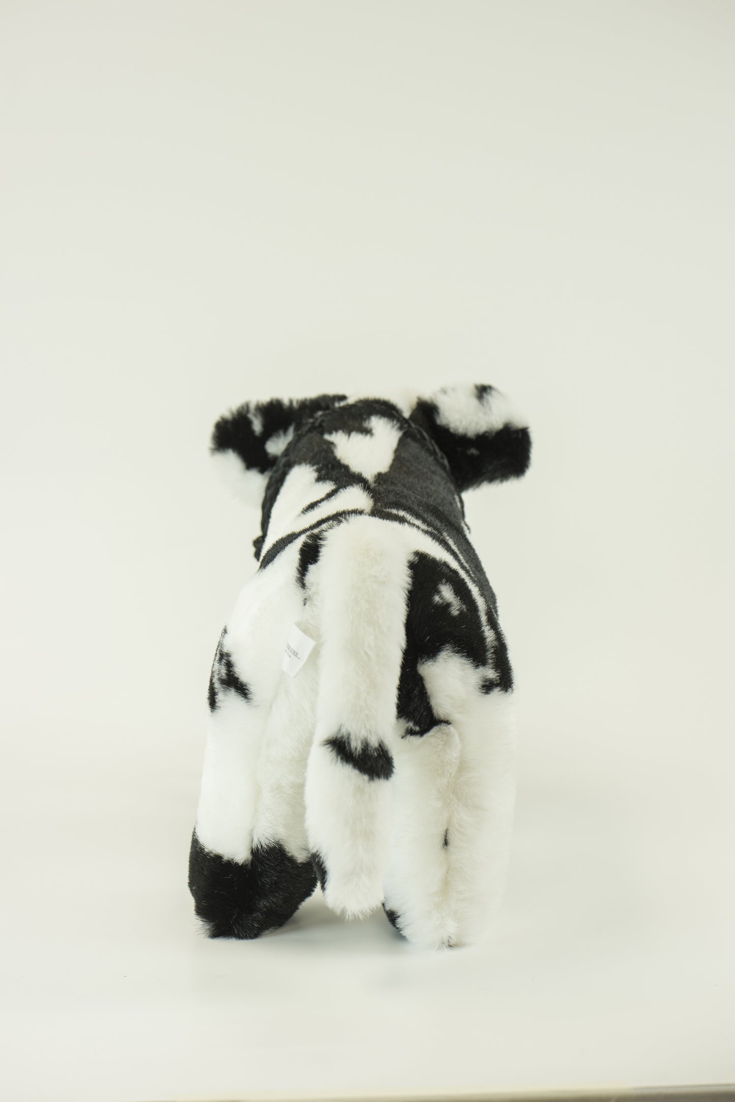 Medium Plush Calf Blue Roan Shorthorn
