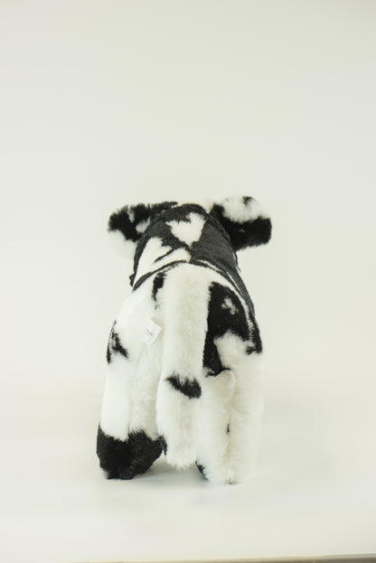 Medium Plush Calf Blue Roan Shorthorn